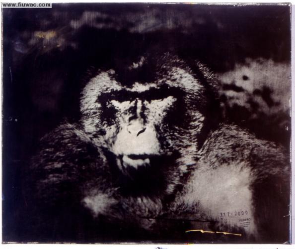 FIUWAC 117-2000 Alfons Alt