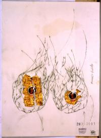 FIUWAC 287-2001 Hilarius Hofstede